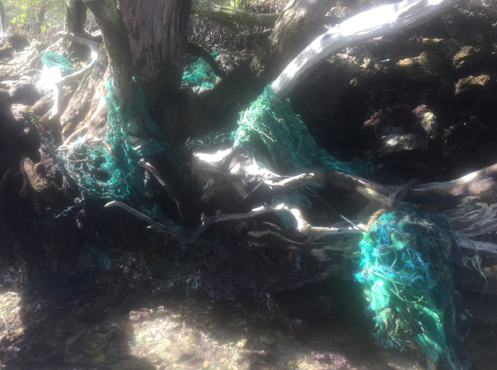 Image of turquoise fishing nets tangled in the roots of the mangroves