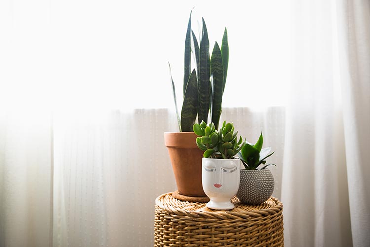 Image of 3 potted houseplants on a wicker basket stand, grown by black owned businesses in the US