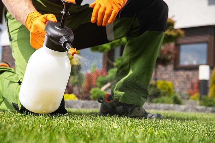 Man spraying chemical fertilizer onto a lawn