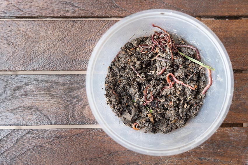 Image of an open Tupperware container container composting worms