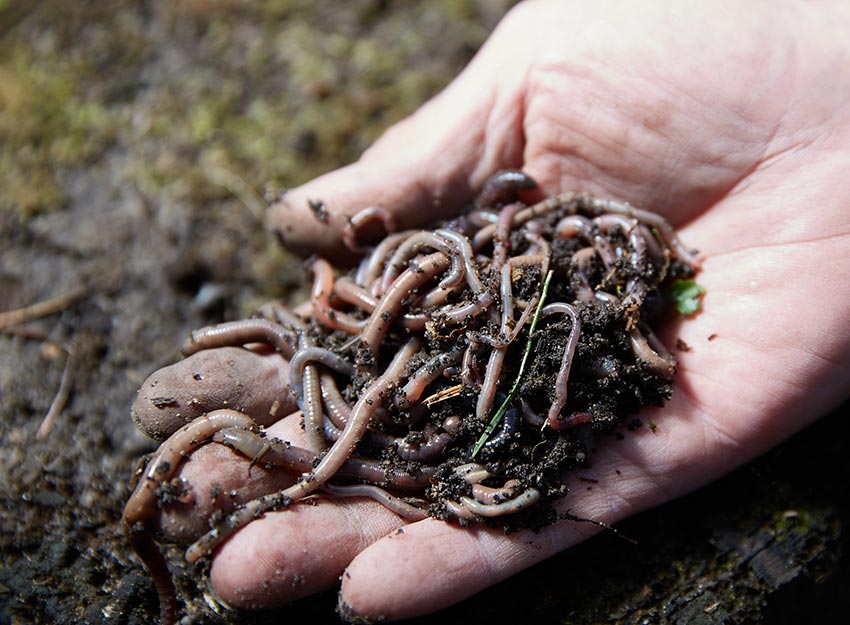 Image of a hand holding worms, which is not one of the advantages of vermicomposting