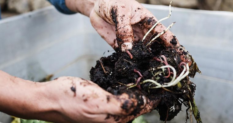 The Advantages of Vermicomposting (Vermicomposting 101)